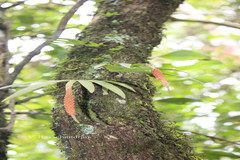 Oberonia platycaulon